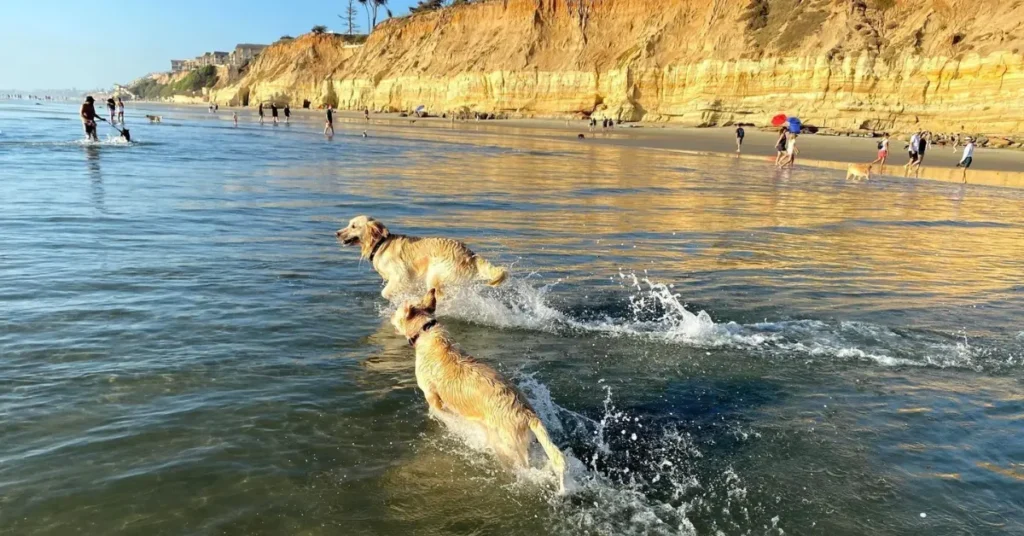 Del Mar Dog Beach, California