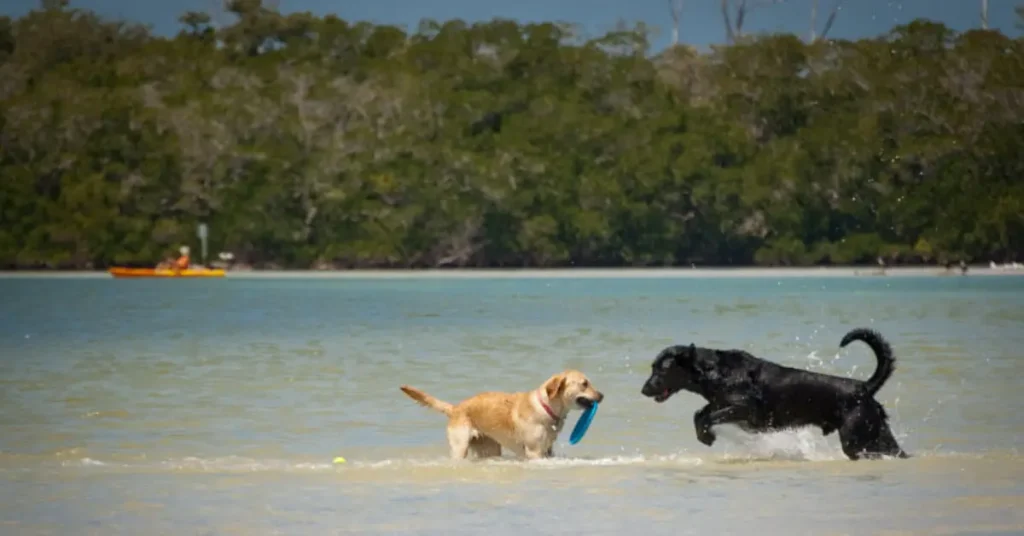 Dog Beach, Fort Myers Beach, Florida