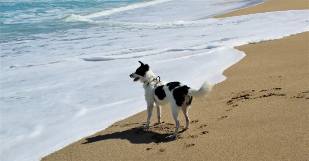 Wildwood Dog Beach, New Jersey