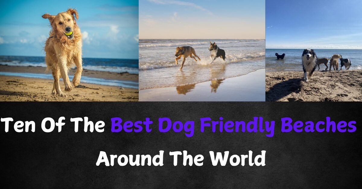 Dog Friendly Beaches