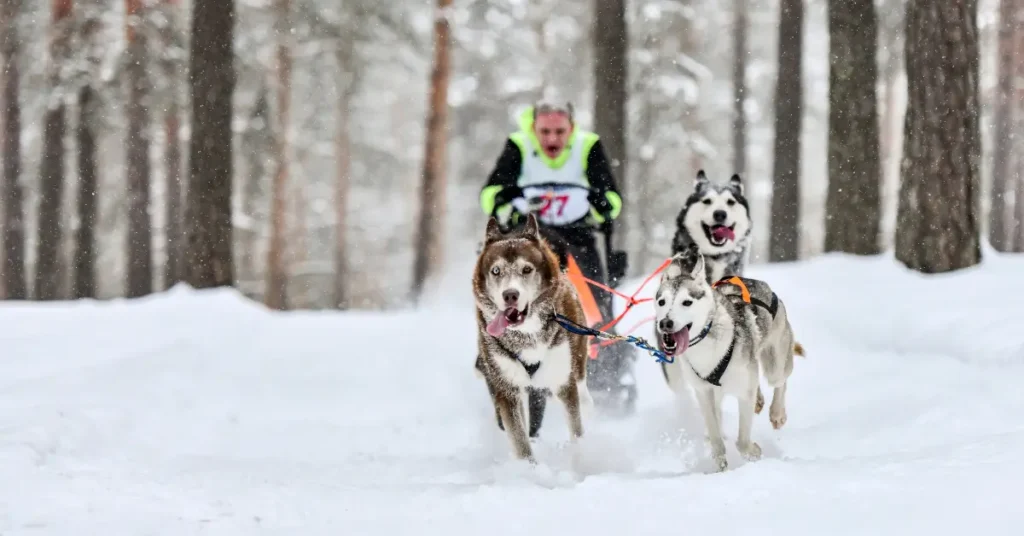 Sled Races